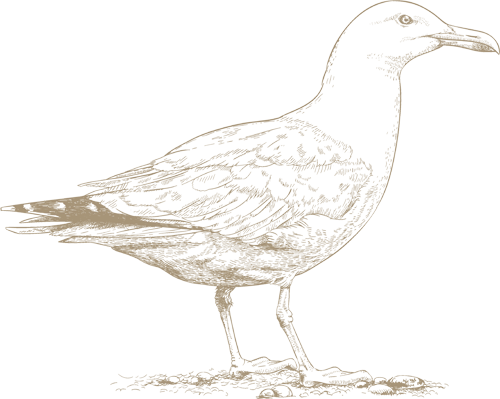 The image depicts a detailed line drawing of a bird standing on the ground, likely a seagull, rendered in a bronze-like color.