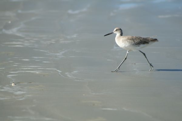 A bird with long legs and a long beak is walking along a wet, sandy beach, leaving faint footprints in the sand behind it.