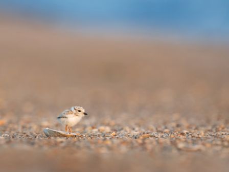 A small bird is standing on a sandy beach, with the background slightly blurred to emphasize the bird.