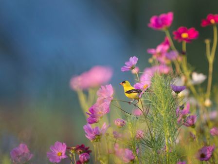 A yellow bird is perched on a stem amidst a colorful field of pink and purple flowers.