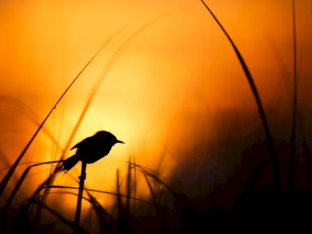 Silhouette of a bird perched on a branch against a vivid orange and yellow sunset background, with tall grasses framing the scene.