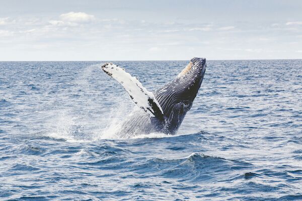 A whale breaches the surface of the ocean, with water splashing around it, under a partly cloudy sky.