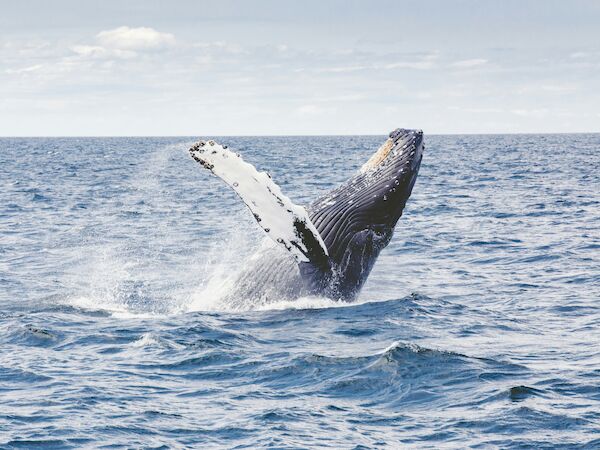 A whale breaches the surface of the ocean, with water splashing around it, under a partly cloudy sky.