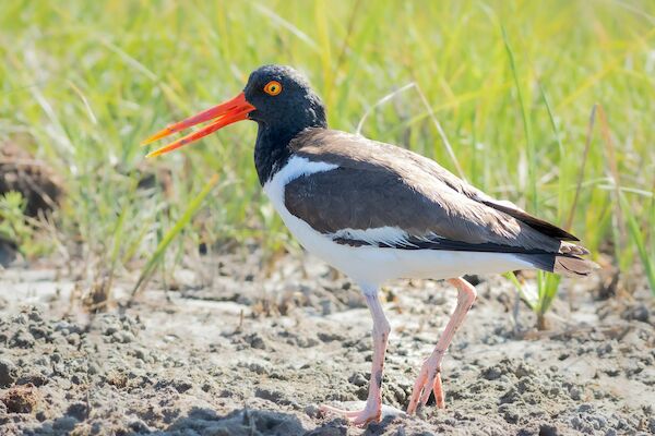 A bird with a black head, orange beak, and white underparts is walking on the ground amidst a grassy area.