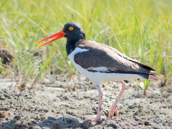 A bird with a black head, orange beak, and white underparts is walking on the ground amidst a grassy area.