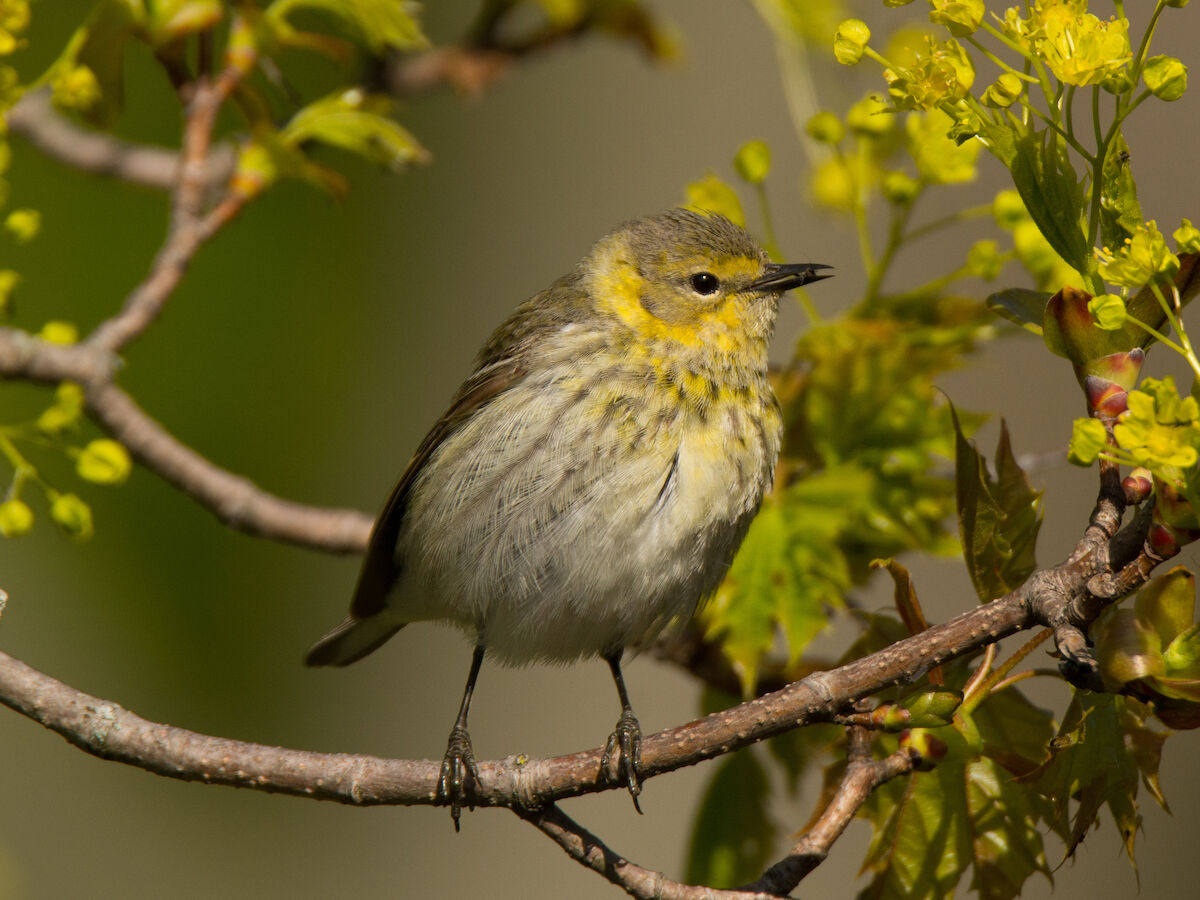 A small yellow and gray bird perches on a branch surrounded by green leaves and yellow flowers.