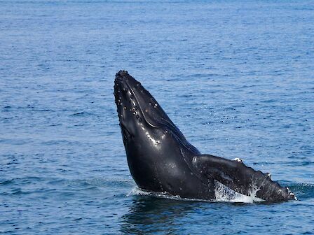 A whale breaching the ocean surface, showing part of its body above water in a stunning display amidst a vast expanse of blue sea.