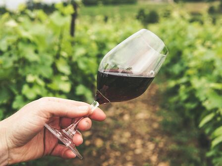 A hand holding a glass of red wine in a vineyard, surrounded by lush green grapevines.