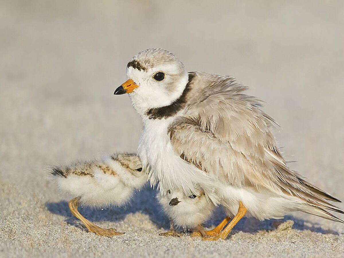 A small bird with light feathers is standing on a sandy surface alongside two fluffy chicks, showcasing a nurturing scene.
