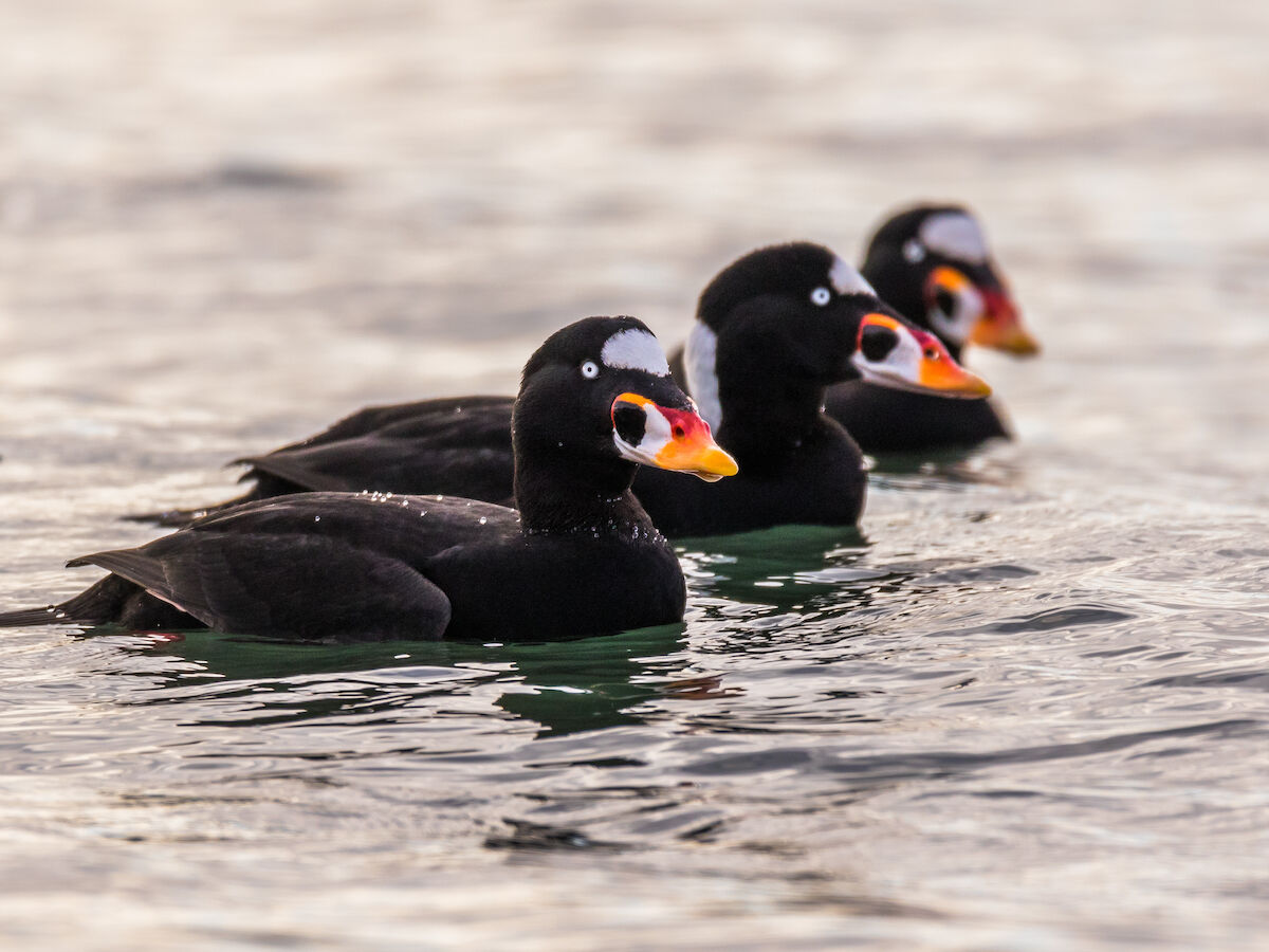 The image shows three dark-colored ducks with distinct orange bills floating on a body of water.