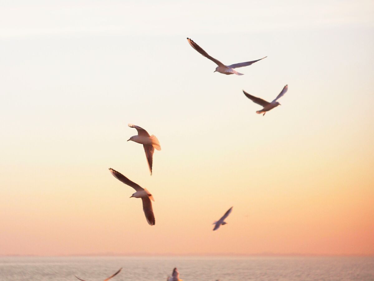 Seagulls gliding over a calm ocean at sunset, pastel sky blending peach and pink hues.