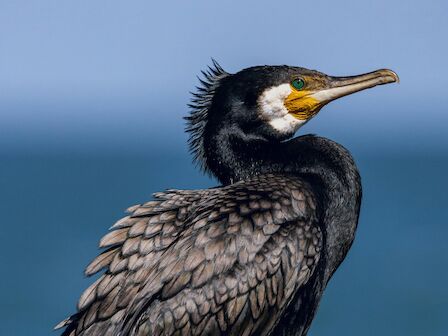 A shaggy black cormorant perched on a branch, sea in the background, displaying its spiky crest and long beak.