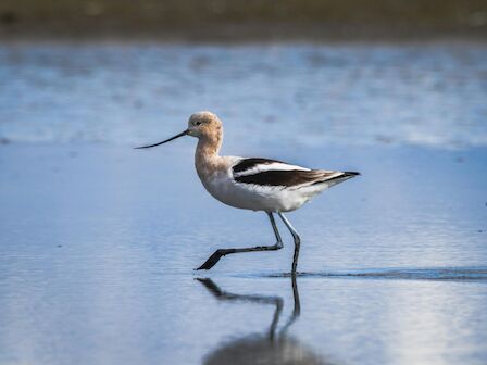 A black-winged stilts-like shorebird with long legs walks on a shallow reflective wet surface, a slim curved bill pointed forward.