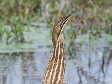 A tall wading bird (likely a bittern) with brown and tan striped plumage, standing upright in shallow water among reeds.