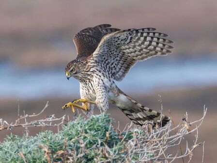 A sharp-eyed hawk glides low over desert shrubs, talons ready, wings spread wide as it pursues prey.