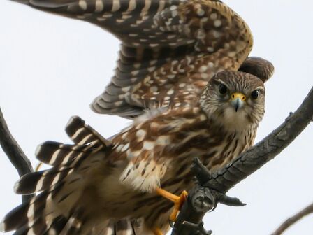 A small to mid-sized falcon perches on a branch, wings spread mid-flight, brown and white spotted plumage, yellow talons, alert gaze, against a pale sky.