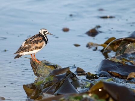 A small shorebird with brown and white plumage stands on a rock at the water’s edge among seaweed and rocks, by the calm shoreline.