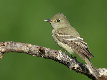 A small grayish-green songbird perched on a textured branch, facing left, with subtle white wing bars and a slim bill against a blurred green background.