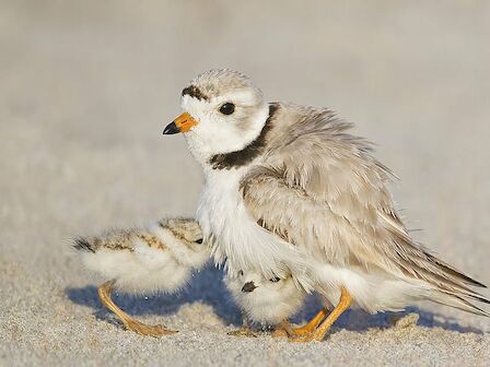 A small, fluffy white and gray shorebird with a black neck ring, orange beak and legs, walking on sandy beach.