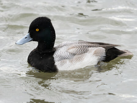 A black duck with a pale blue bill, striking yellow eye, swimming in gray-green water, mottled gray body feathers.