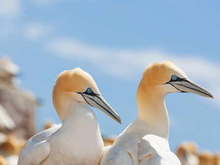 Two and a half long-necked birds with pale plumage stand side by side on rocks under a bright blue sky, looking ahead with calm beaks.