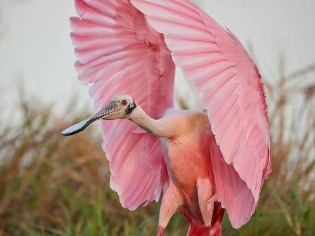 A pink roseate spoonbill lands in marshy grass, wings spread wide, long bill pointing forward, pink plumage shimmering in soft light.