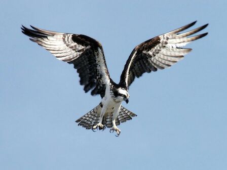 A bird of prey, likely an osprey, wings spread mid-flight against a clear blue sky. adorably poised to strike.
