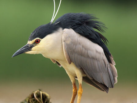 A black-crowned heron standing in shallow water on long yellow legs, with striking white and black plumage and antenna-like crest feathers.