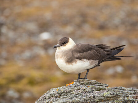 A small seabird (likely a common gull or tern) perched on a rock with a white chest and dark wings against a blurry, earthy background.