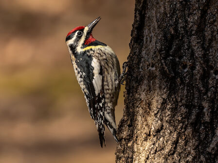 A woodpecker with black and white markings and a red crown clings to the side of a tree trunk, pecking or perched along the bark.