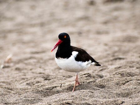 A black and white oystercatcher with a red beak standing on sandy beach, one leg raised, calm coastal scene.