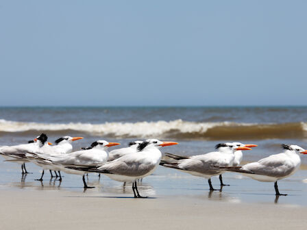 A row of graceful white seabirds with orange beaks standing on the wet sand by the shoreline, with gentle waves in the background. Top it at 140 characters, always ending the sentence.