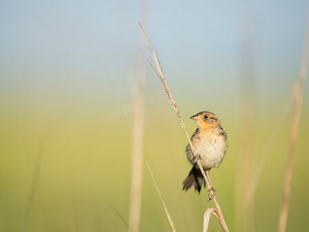 A small bird perched on a thin reed, in a softly blurred grassy field with pastel blue sky, facing right, calm and lone.