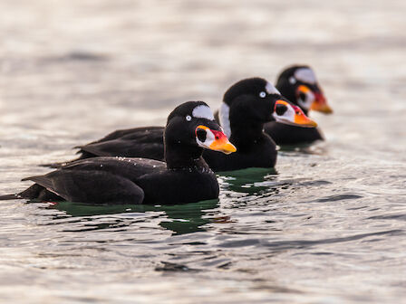 Three black ducks with bright yellow/orange bills swim in a line on calm water, early light reflecting off the ripples.