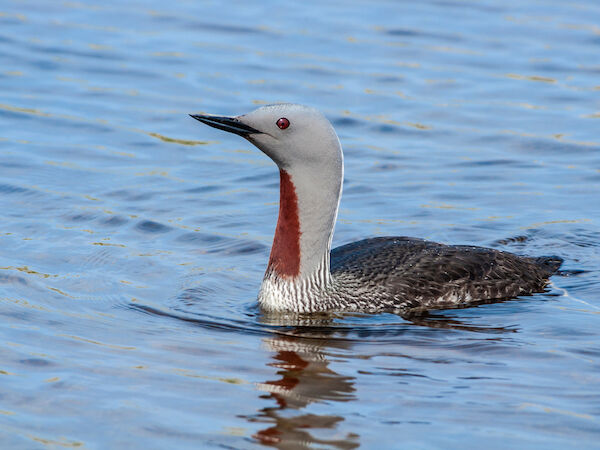 A common loon floats on calm water, facing forward with a dark beak and bright red eye.